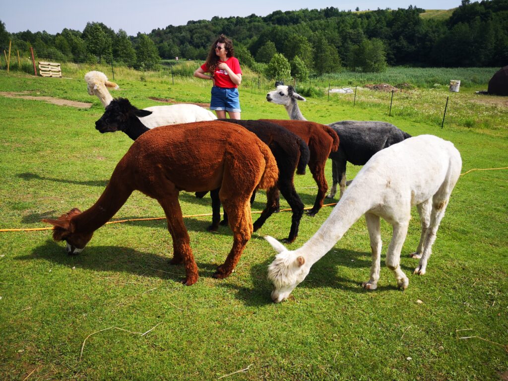 Išvyka į Alpakų ūkį